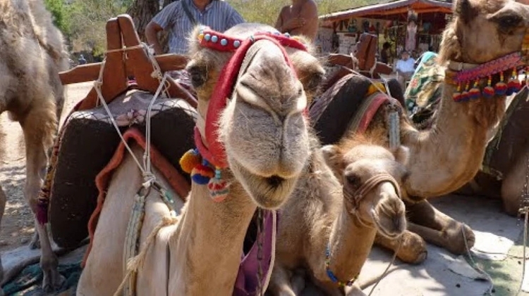 Daily Camel Riding Tour from Oludeniz