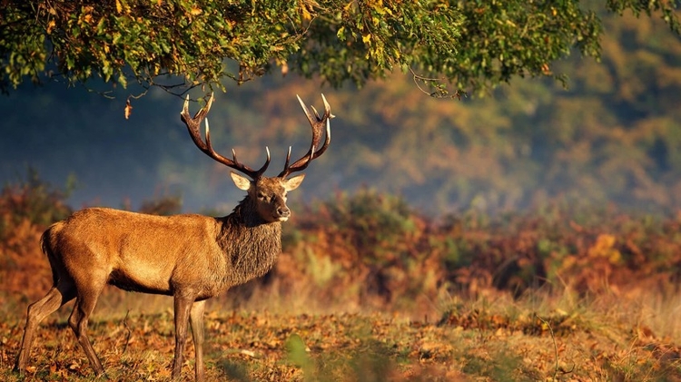 4 Days Hunting Red Stag Package Ankara Tour