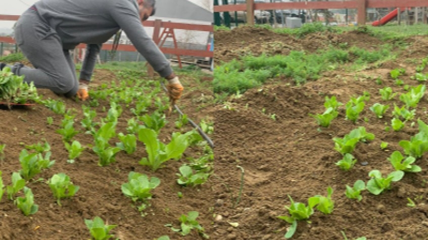 Daily Istanbul Planting Seedlings/Harvest Tour 1