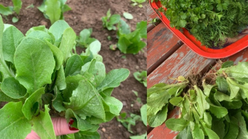 Daily Istanbul Planting Seedlings/Harvest Tour 2