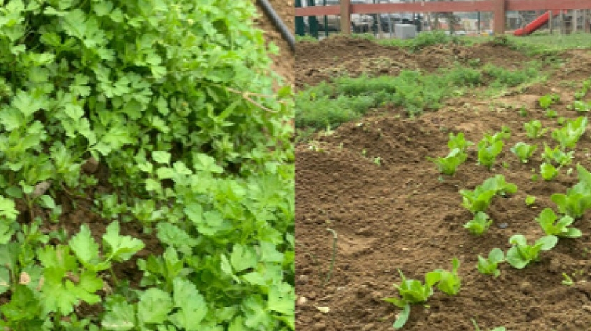 Daily Istanbul Planting Seedlings/Harvest Tour 3