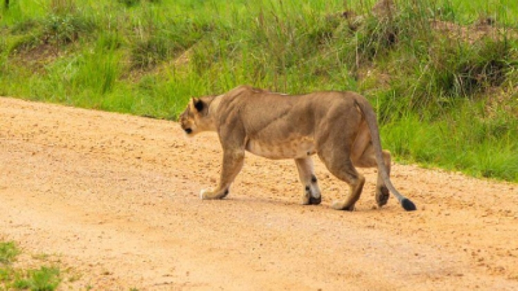 5 Days Uganda Safari to Queen Elizabeth National Park
