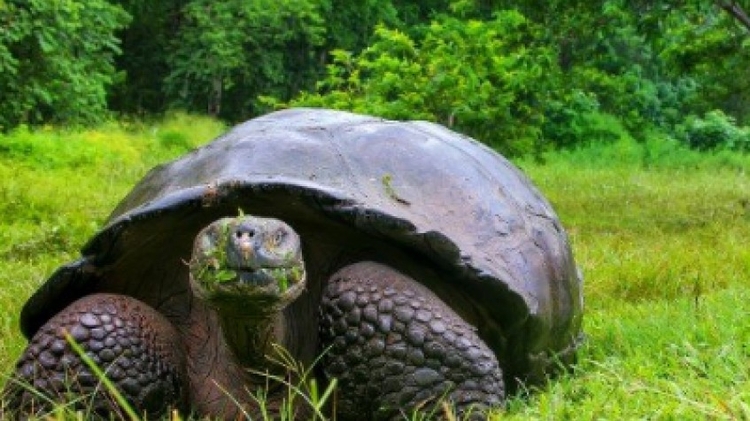 5 Days Galapagos Wildlife Discovery