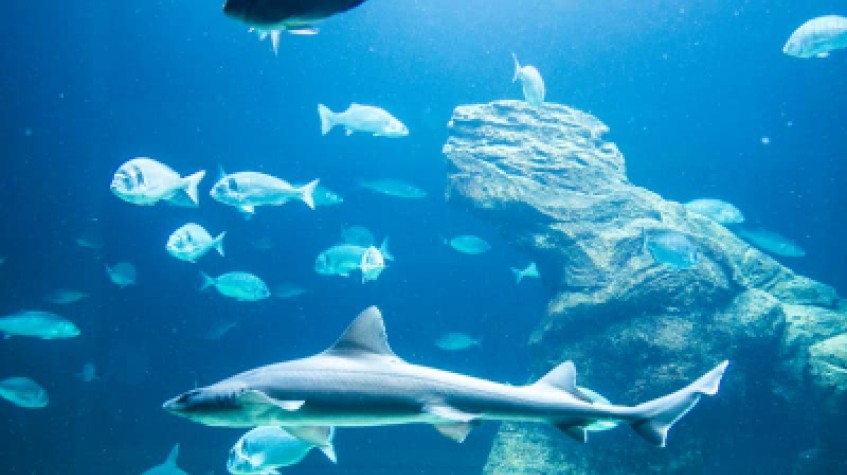 Entry Ticket Sea Life Istanbul 1