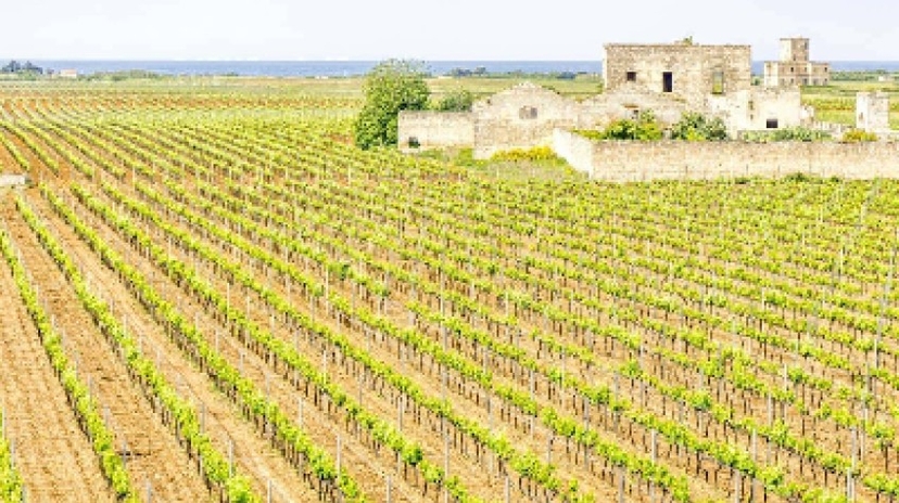 Private Wine Tasting in Manduria 3