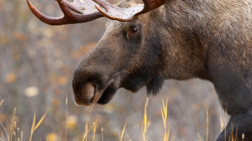 Moose Wild Safari 2
