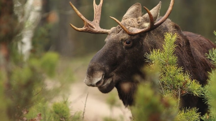 Moose Wild Safari 3
