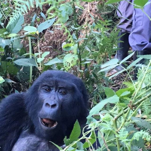 3 Days Gorilla Trekking in Rwanda