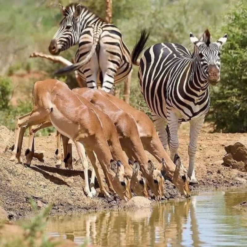 Big Five Safari and Zanzibar Beach Holiday 2