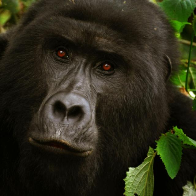 Lowland Gorillas trek in Kahuzi-Biega (3days/2nights)