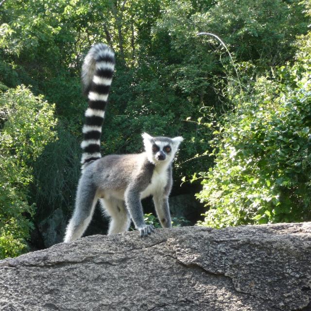 Ring tail lemurs Madagascar
