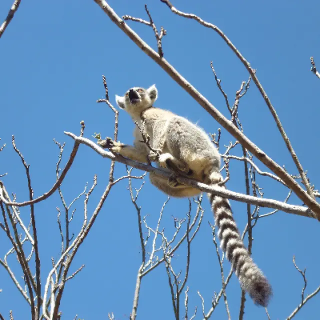 Admire lemurs on the RN7