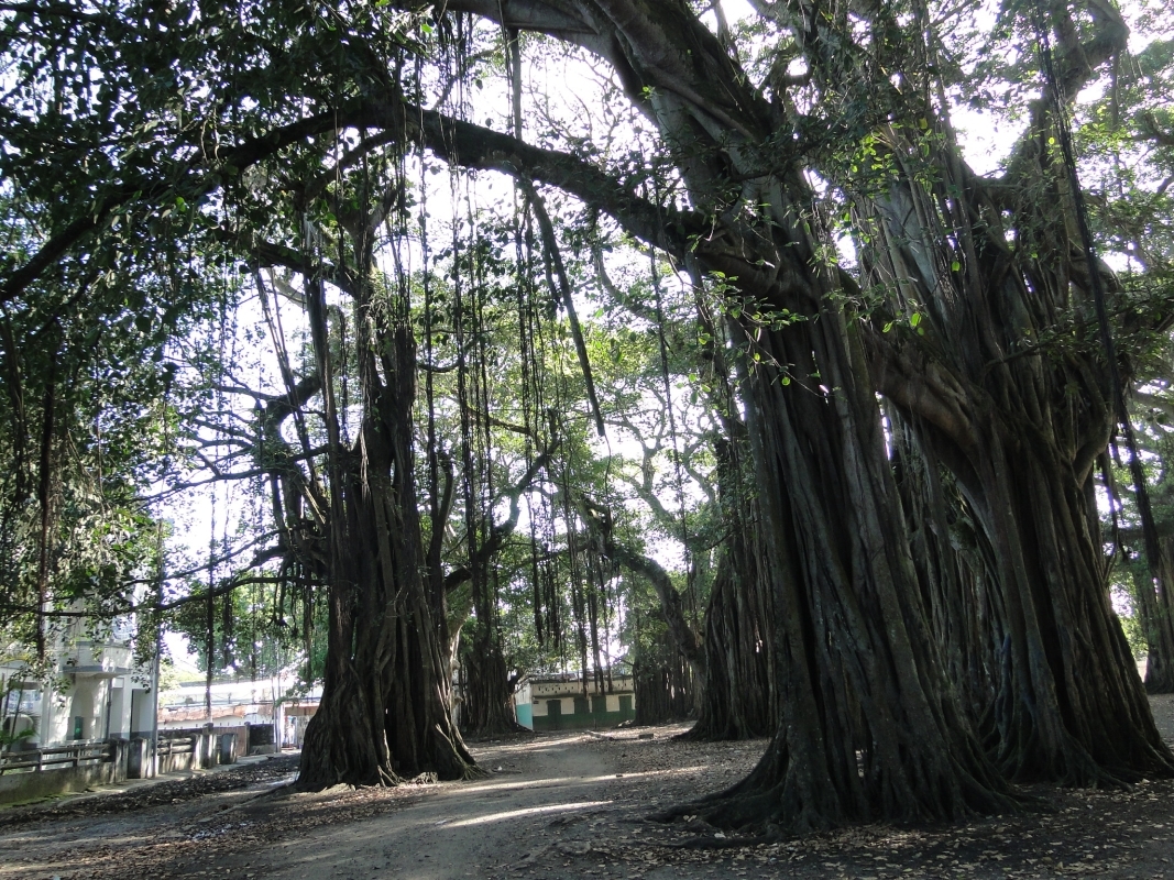 Madagascar splendid East journey 4