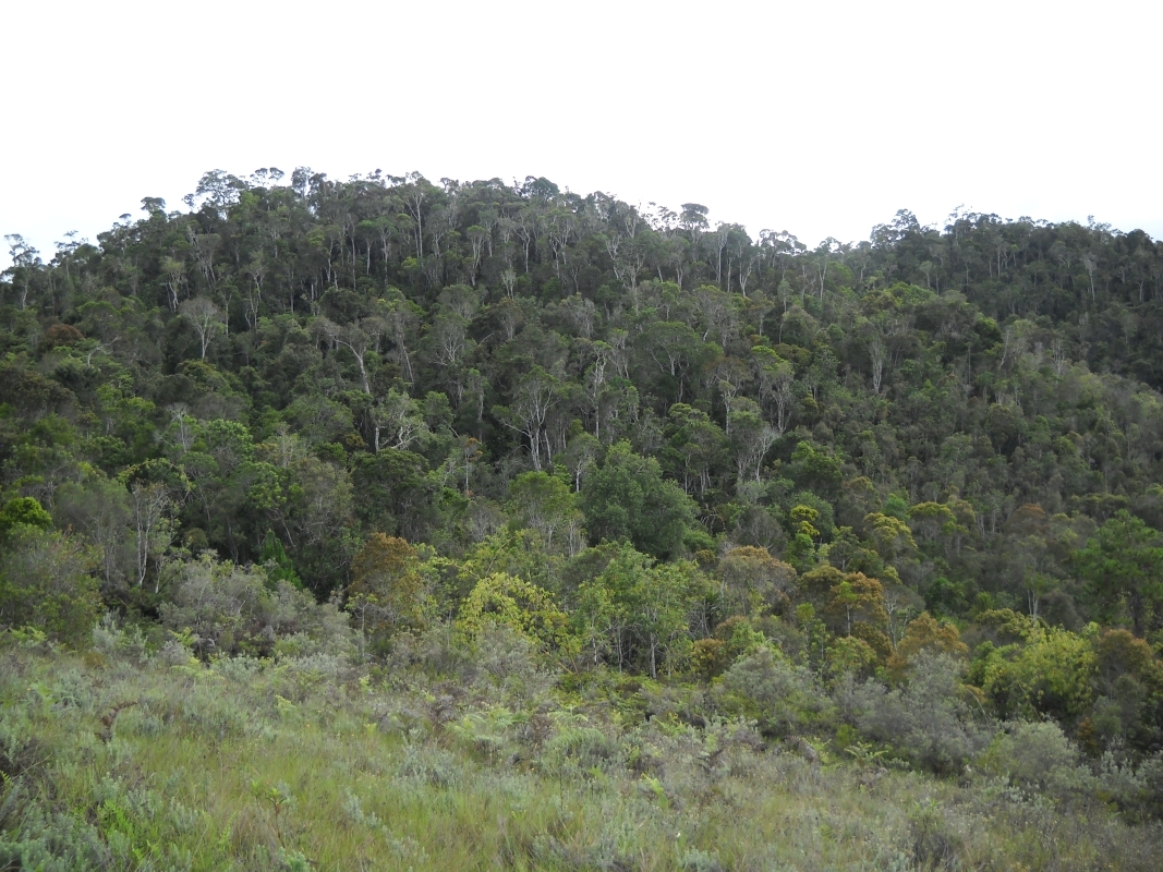 Madagascar splendid East journey 5