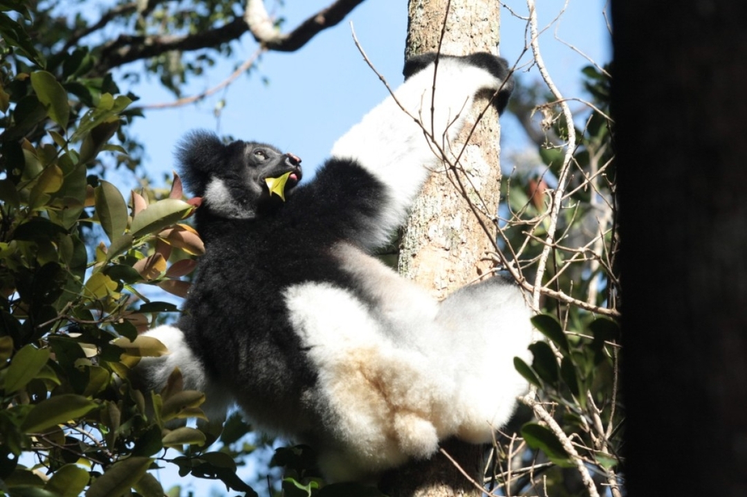 Madagascar Eastern treasure 3