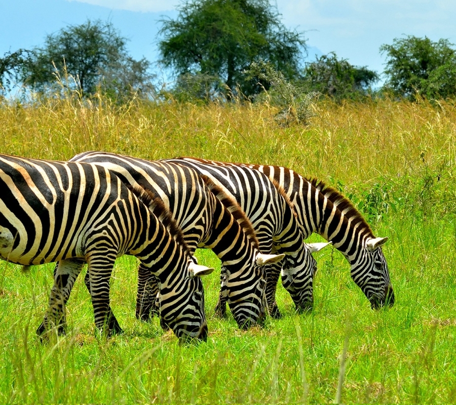12-Day Budget Trip: Gorillas, Chimps Trekking and Wildlife Safaris 1