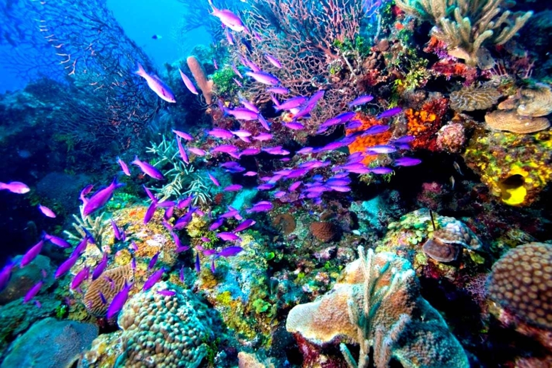 Egypt: 3-Hour Sharm El Sheikh Submarine Tour 9