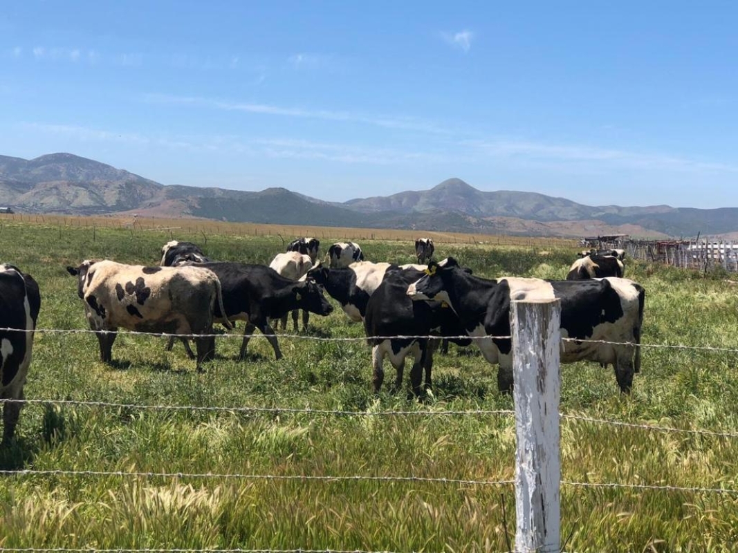 Cheese & Wine Route Tour – Ojos Negros Valley 5