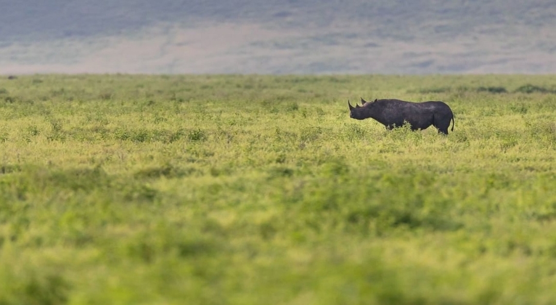 7 Days Best of Tanzania Safari 8