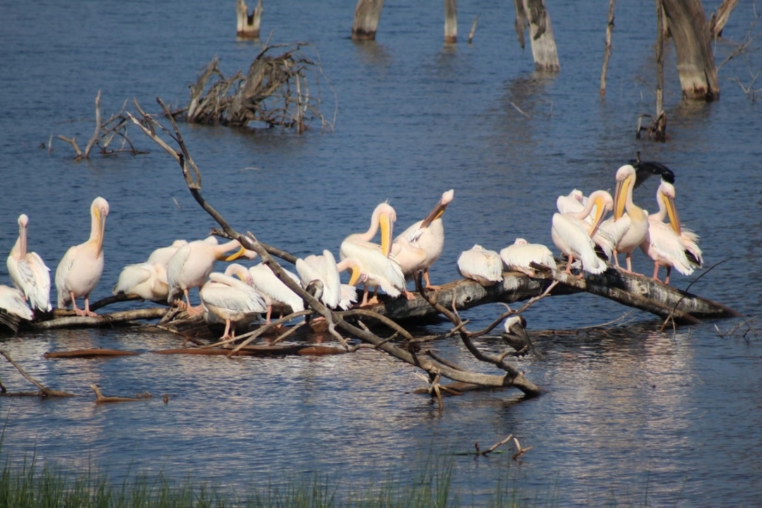 6 Days Masai Mara, Lake Nakuru and Amboseli 1