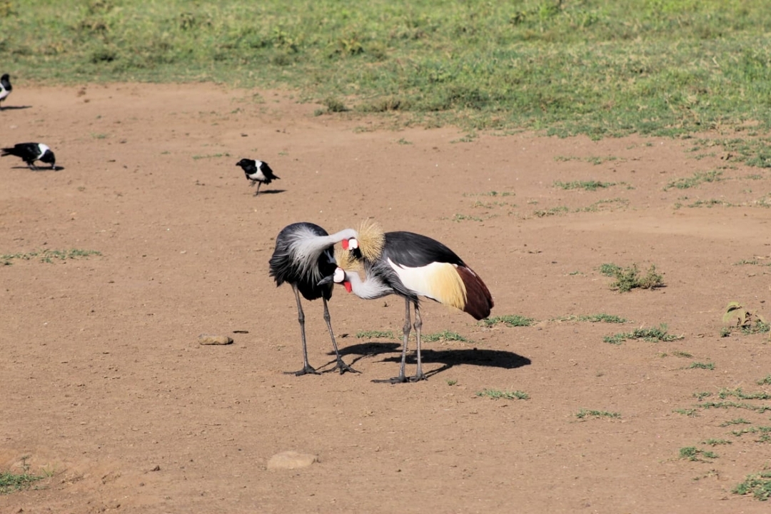 6 Days Masai Mara, Lake Nakuru and Amboseli 5