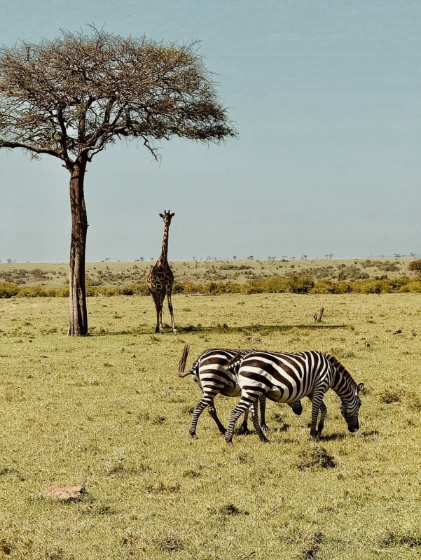 7 Days Luxury Kenya Safari - Private tour 2