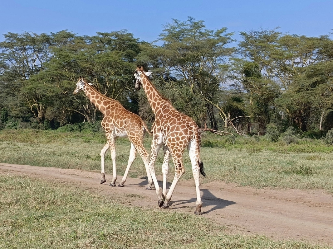 7 Days Luxury Kenya Safari - Private tour 4