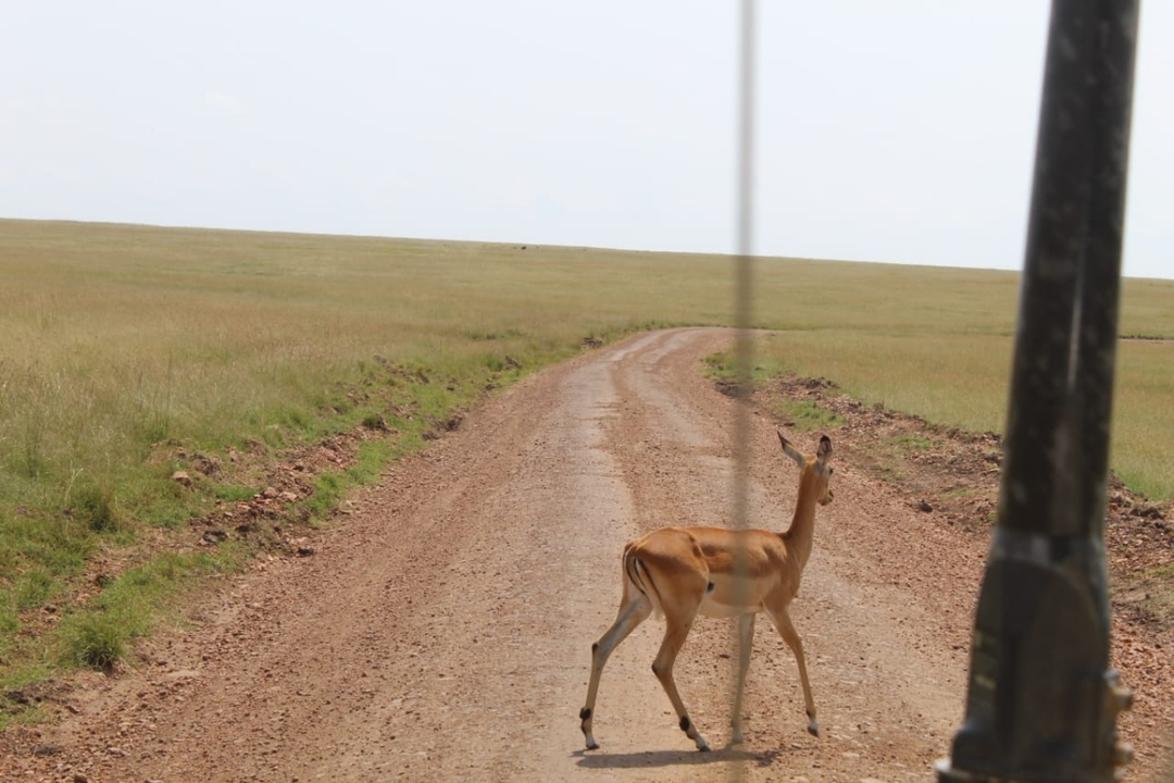 7 Days Luxury Kenya Safari - Private tour 7