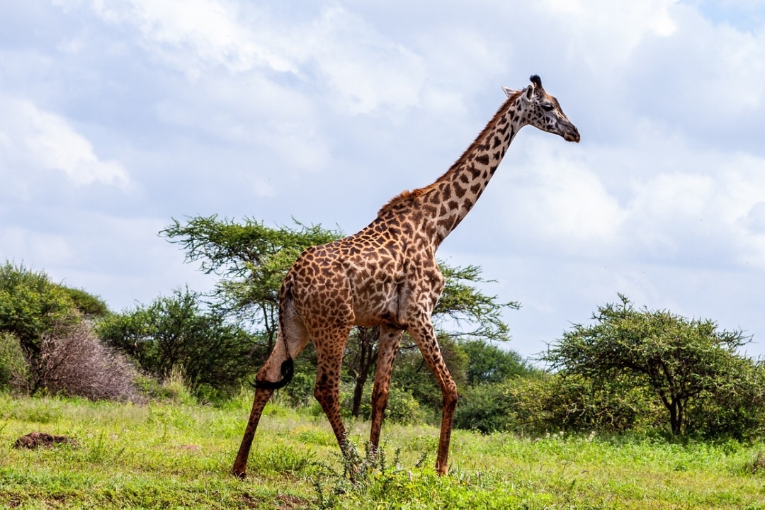 Amboseli National park- Day trip: Mt. Kilimanjaro views 5