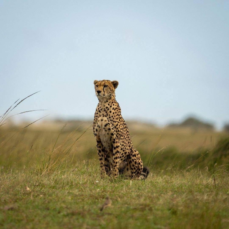 Maasai Mara Adventure: A Thrilling 3-Day Safari from Nairobi 6
