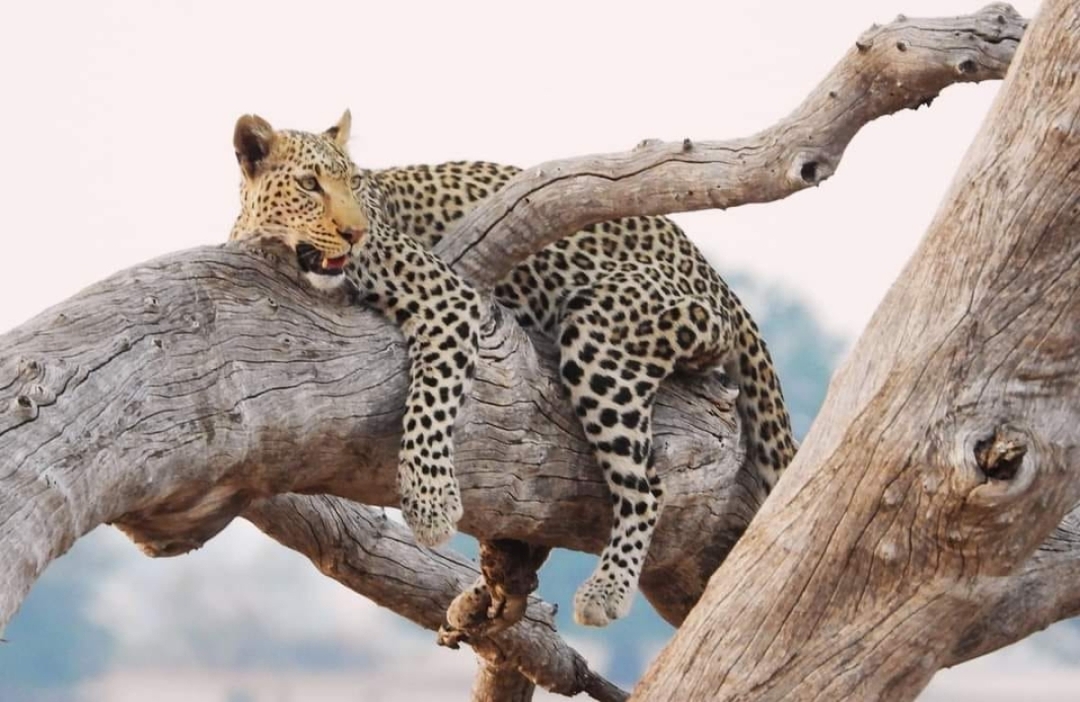 Maasai Mara Adventure: A Thrilling 3-Day Safari from Nairobi 7