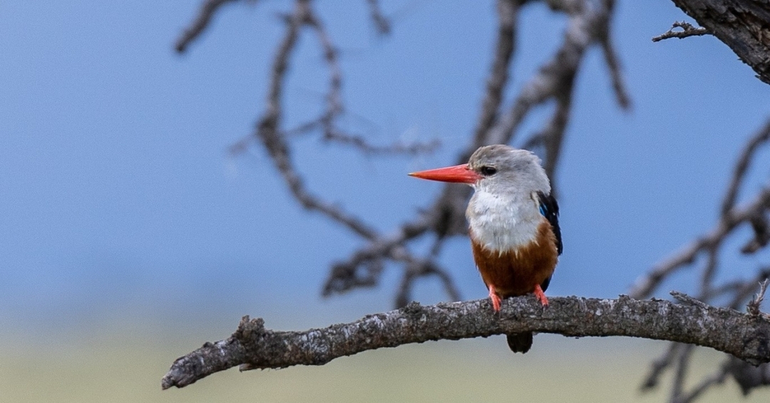 Samburu Safari Adventure: 3 Days of Wildlife Wonders and Scenic Beauty 7