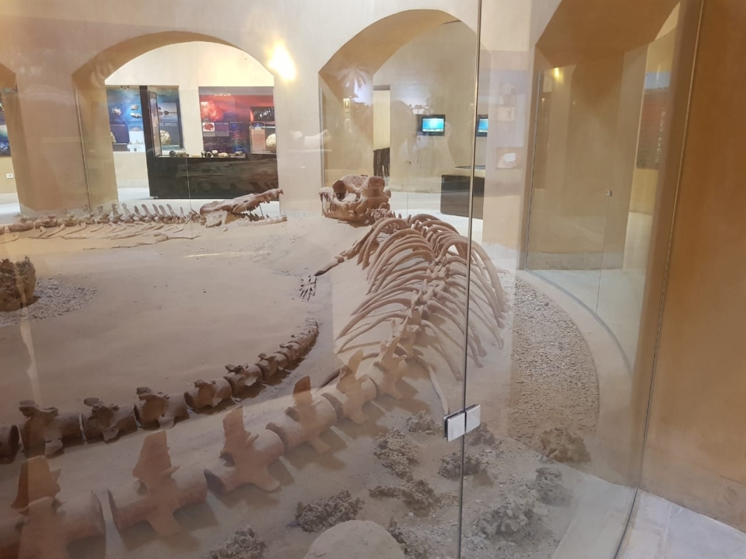 Fayoum Oasis and Waterfalls of Wadi El Rayan Tour from Cairo 4