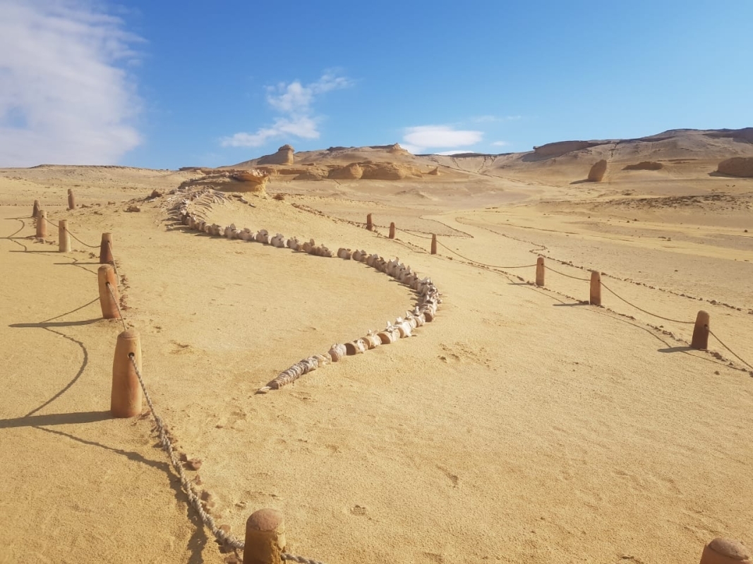 Fayoum Oasis and Waterfalls of Wadi El Rayan Tour from Cairo 5
