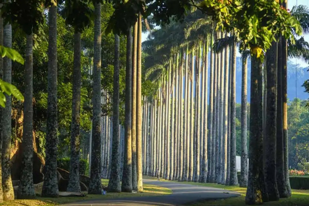 LUXURY DAY TOUR TO KANDY 7