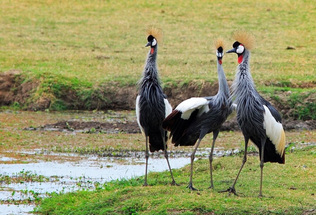 Iconic Kenya Safari: Explore Amboseli, Nakuru & Masai Mara in 5 Days 6