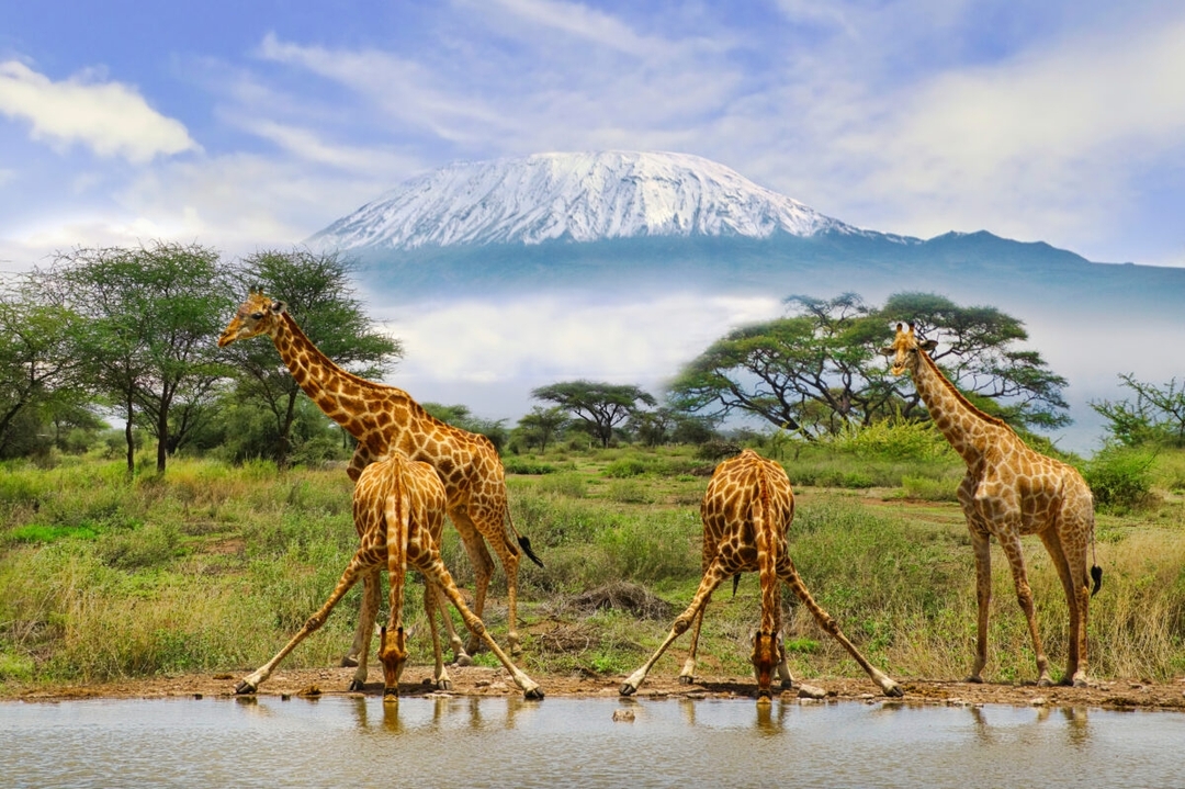 Iconic Kenya Safari: Explore Amboseli, Nakuru & Masai Mara in 5 Days 8