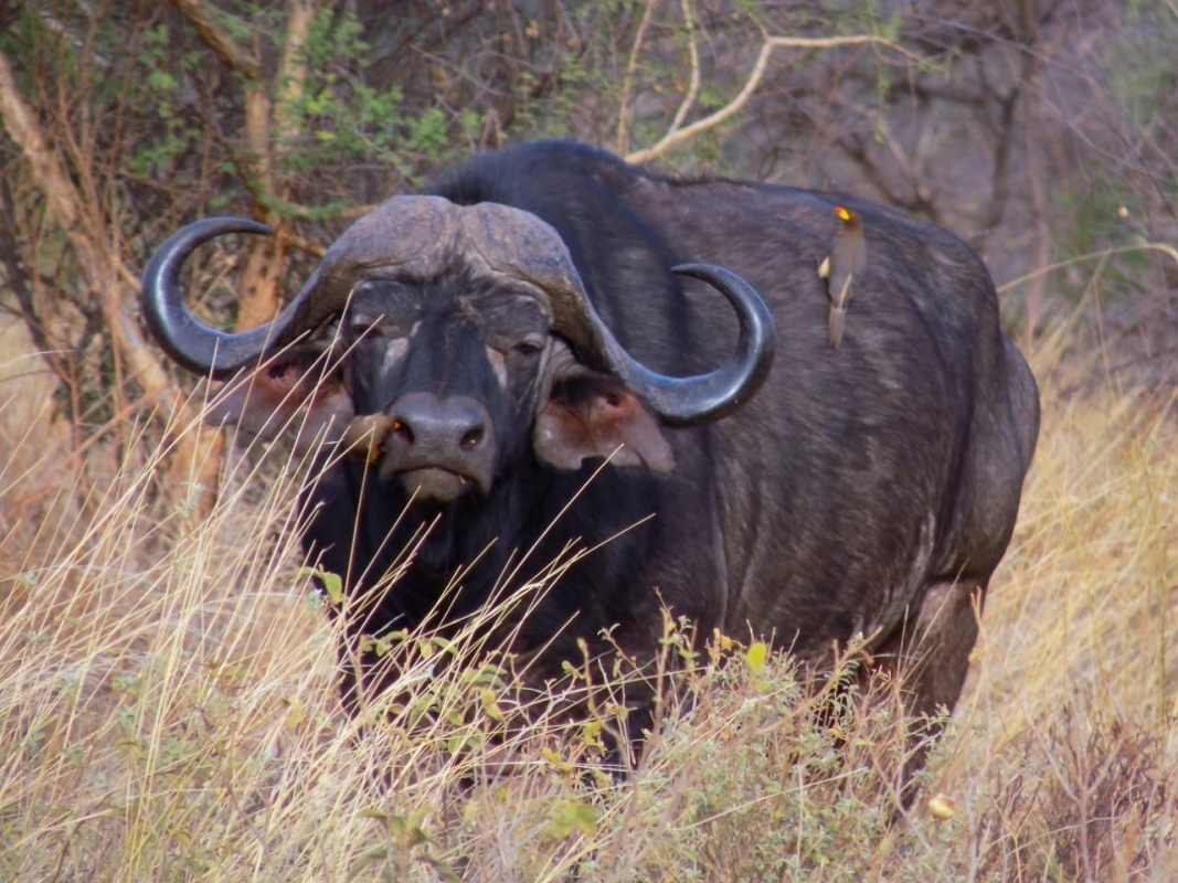 Explore Kenya’s Wild Beauty: 3-Day Amboseli & Tsavo West Safari in a 4x4 Jeep 6