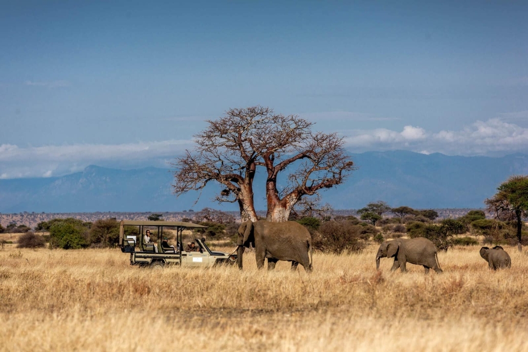 Explore Kenya’s Wild Beauty: 3-Day Amboseli & Tsavo West Safari in a 4x4 Jeep 10