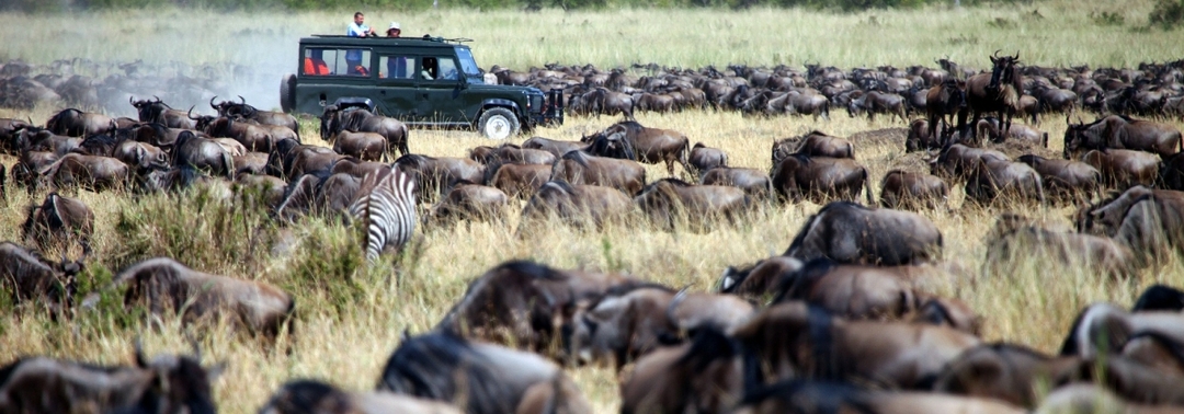 8 Days Lake Nakuru, Masai Mara, Serengeti, Ngorongoro and Amboseli Safari 8