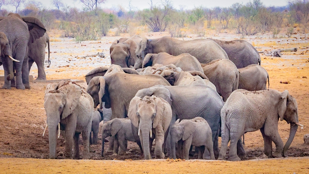 Discover East Africa’s Wildlife: A 9-Day Safari from Kenya to Tanzania 1