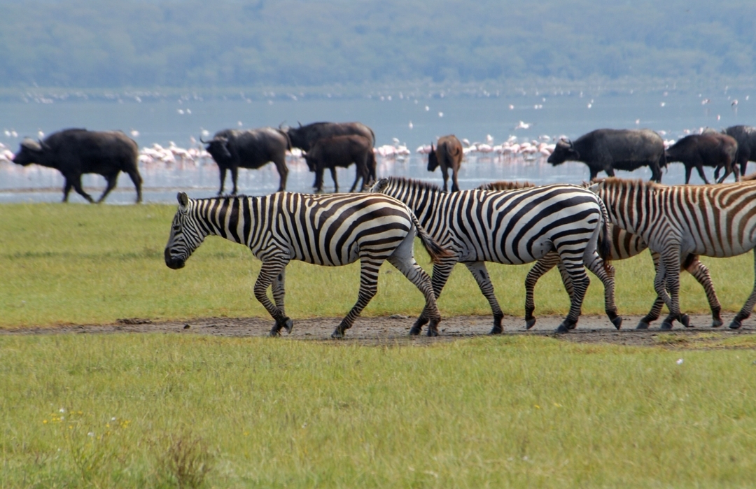Discover East Africa’s Wildlife: A 9-Day Safari from Kenya to Tanzania 3