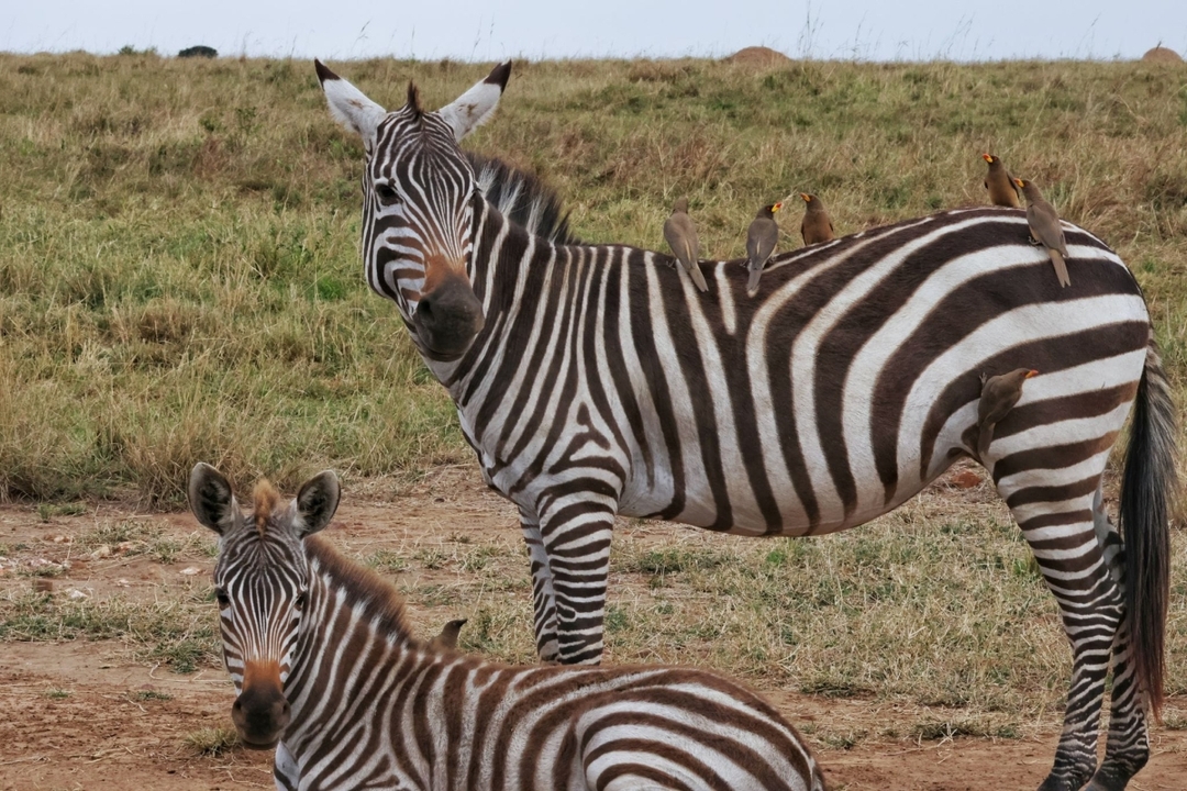 Discover East Africa’s Wildlife: A 9-Day Safari from Kenya to Tanzania 7