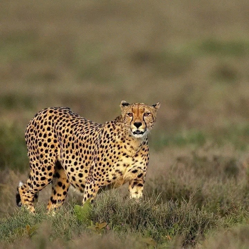 Discover East Africa’s Wildlife: A 9-Day Safari from Kenya to Tanzania 10