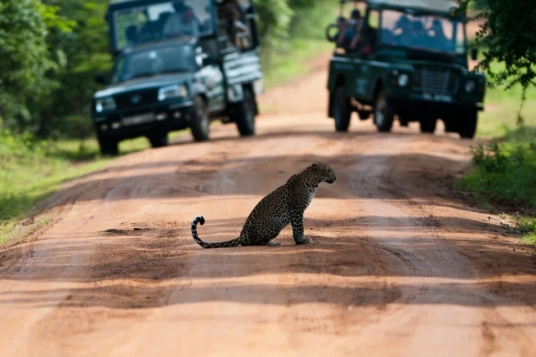 Sri Lanka Wildlife Safari Tour 1