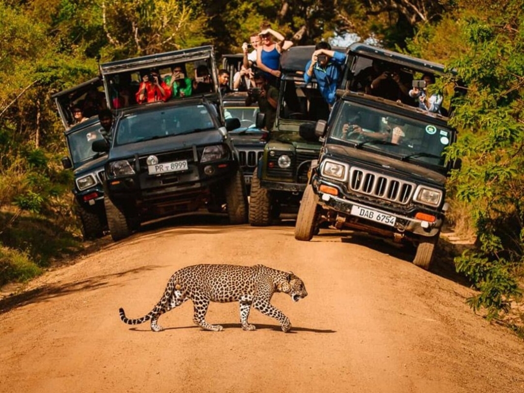 Sri Lanka Wildlife Safari Tour 2