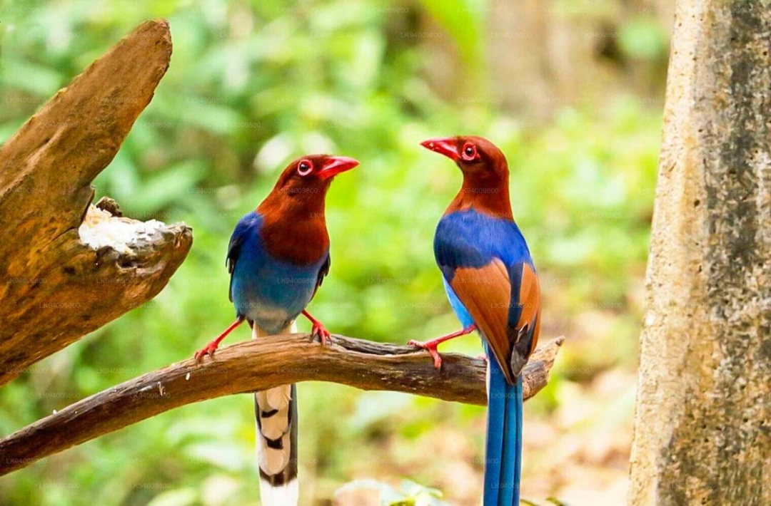 Sri Lanka Wildlife Safari Tour 5