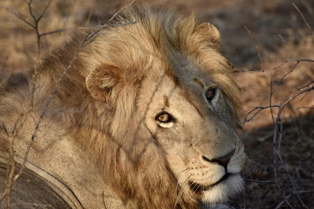 Quick Getaway: 2 Days of Big Five Action at Ol Pejeta 1