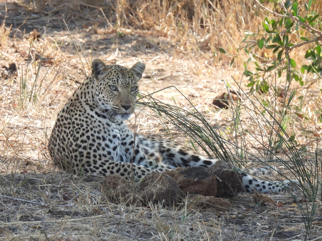 Quick Getaway: 2 Days of Big Five Action at Ol Pejeta 7