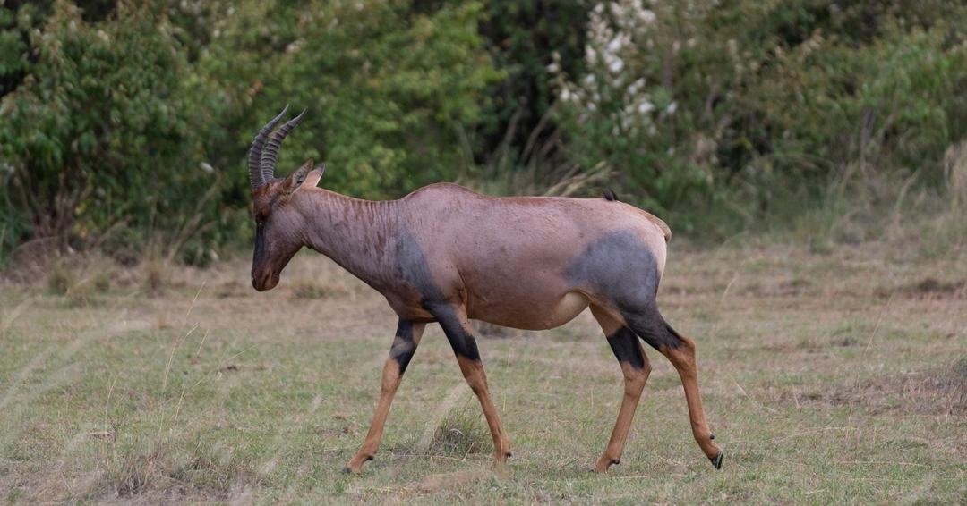 Quick Getaway: 2 Days of Big Five Action at Ol Pejeta 9